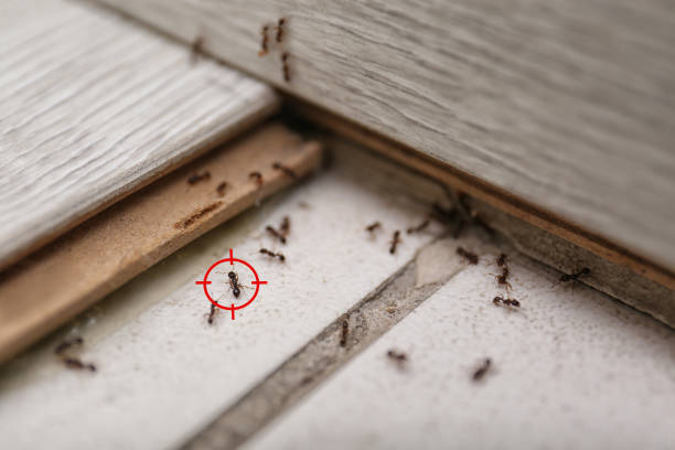 Reliable Astatula, FL Pest Control Solutions